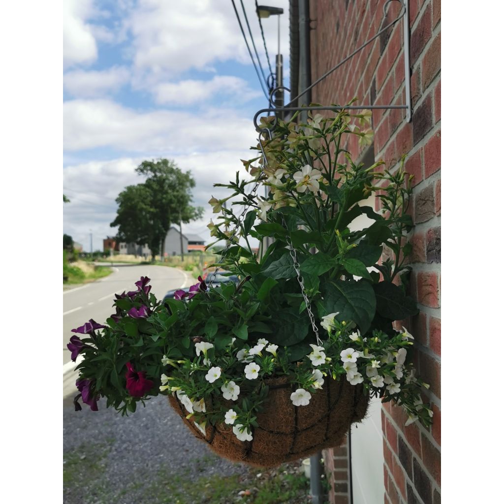 Nicotiana Perfume White - Ornamental tobacco