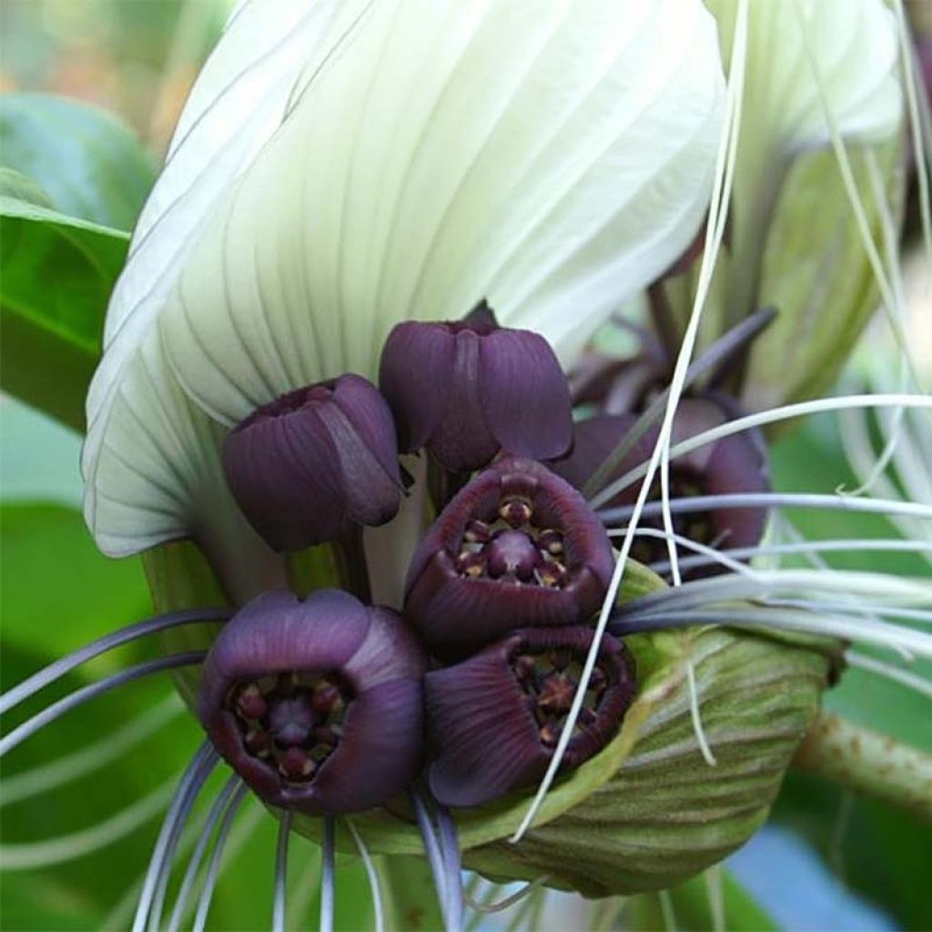 Tacca integrifolia