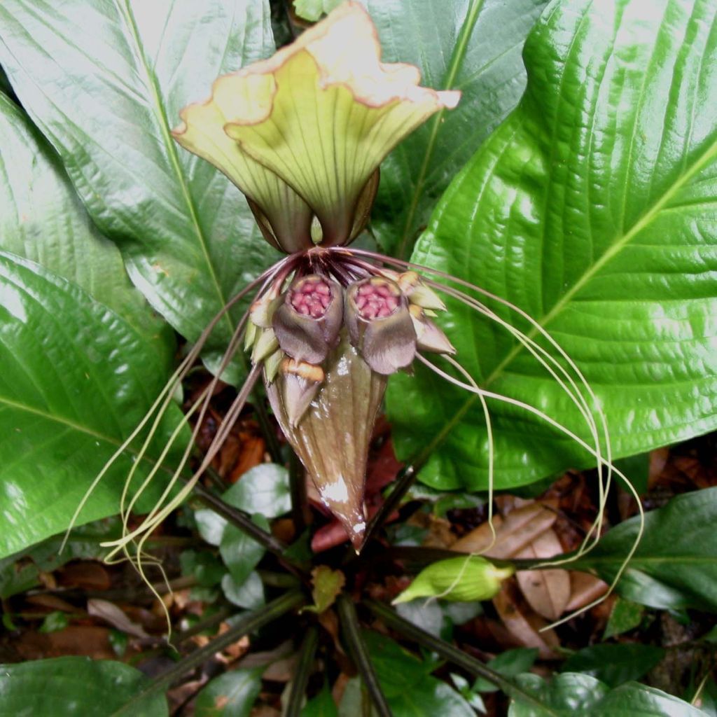 Tacca integrifolia