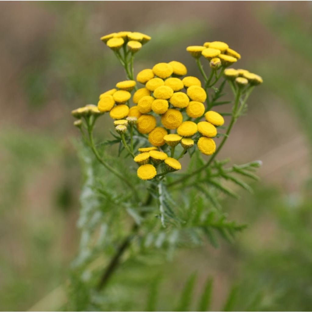 Tanacetum vulgare 