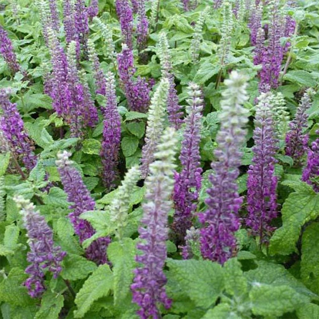 Teucrium hircanicum - Germander