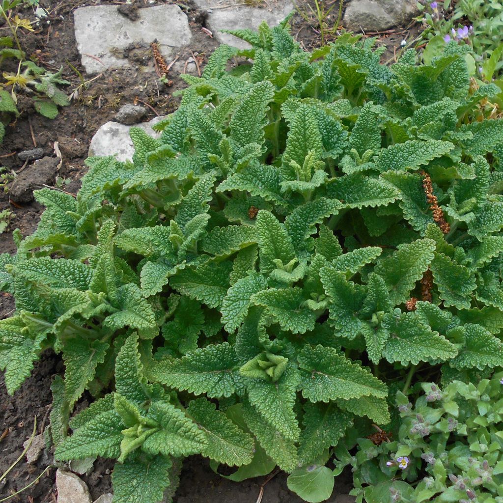 Teucrium hircanicum - Germander