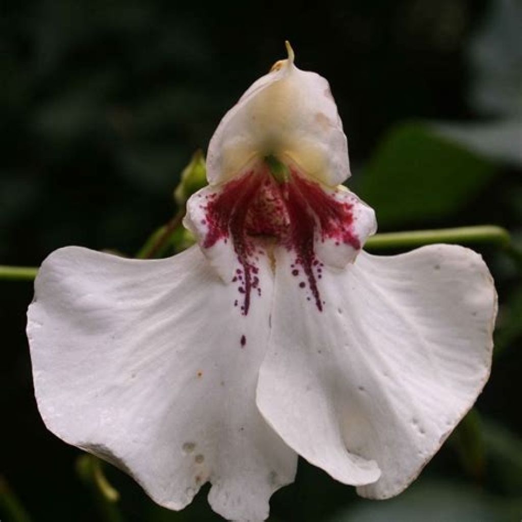 Impatiens tinctoria