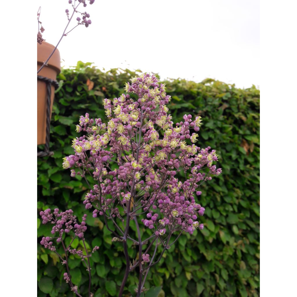 Thalictrum Anne - Meadow-rue