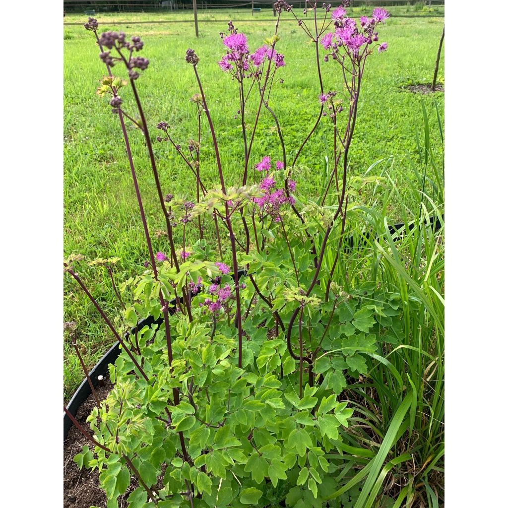 Thalictrum Black Stockings - Meadow-rue