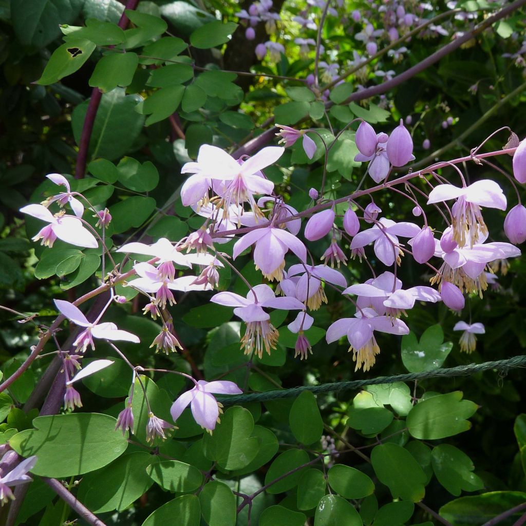 Thalictrum delavayi Splendide - Meadow-rue