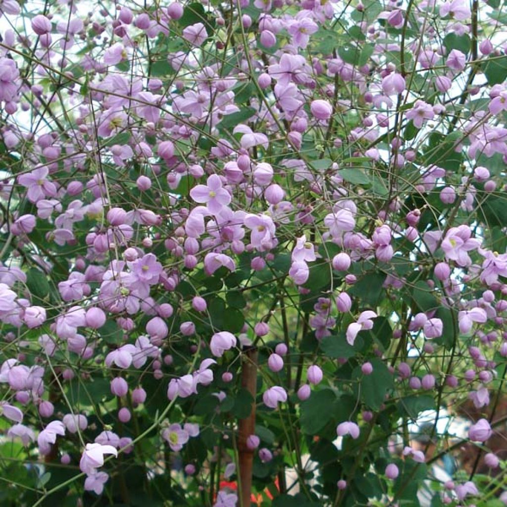 Thalictrum delavayi Splendide - Meadow-rue