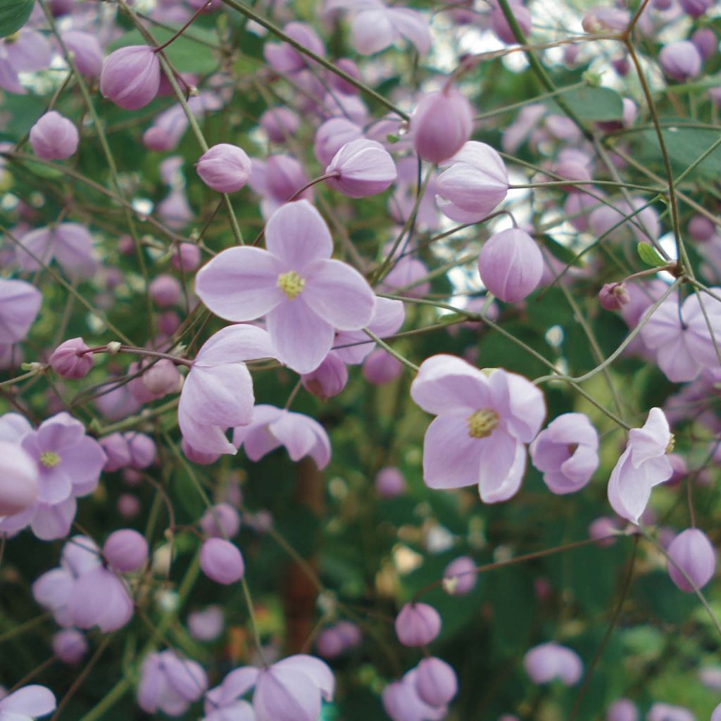 Thalictrum delavayi Splendide - Meadow-rue