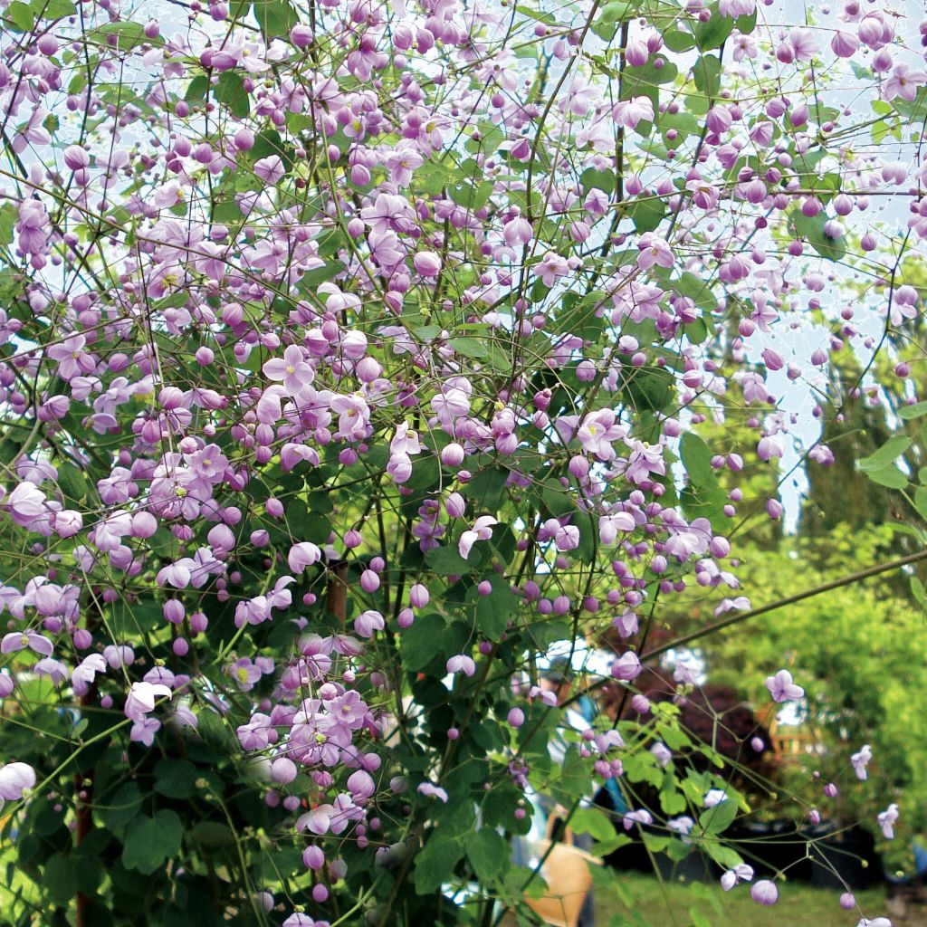 Thalictrum delavayi Splendide - Meadow-rue