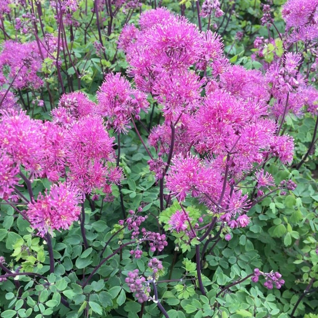 Thalictrum Little Pinkie - Meadow-rue