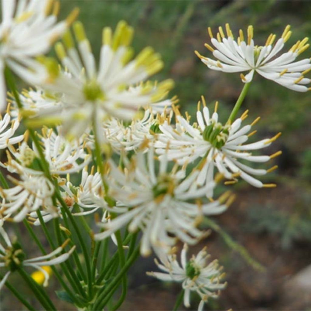 Thalictrum petaloideum - Meadow-rue