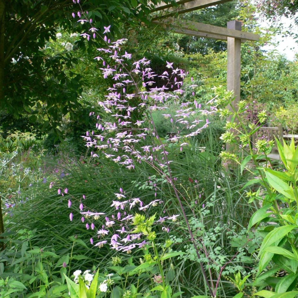 Thalictrum petaloideum - Meadow-rue