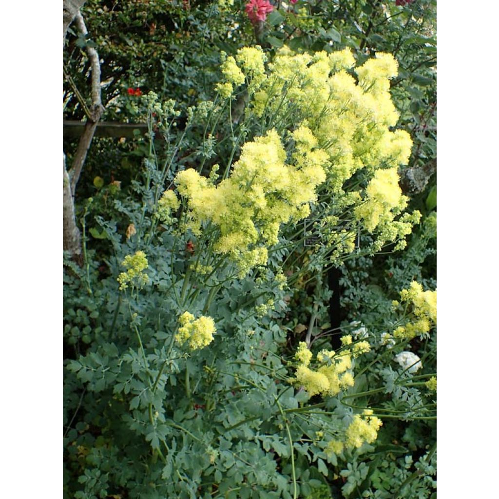 Thalictrum flavum subsp. glaucum - Meadow-rue