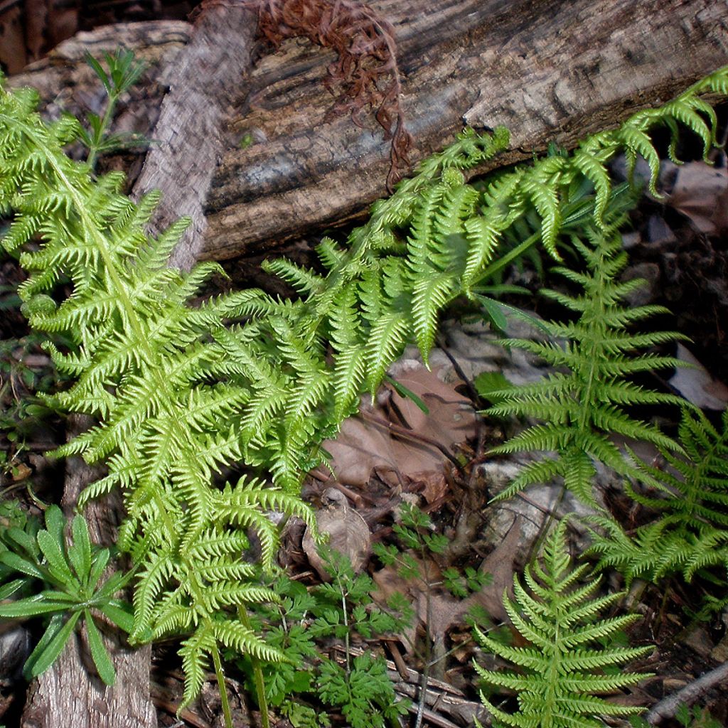 Thelypteris kunthii - Fougère