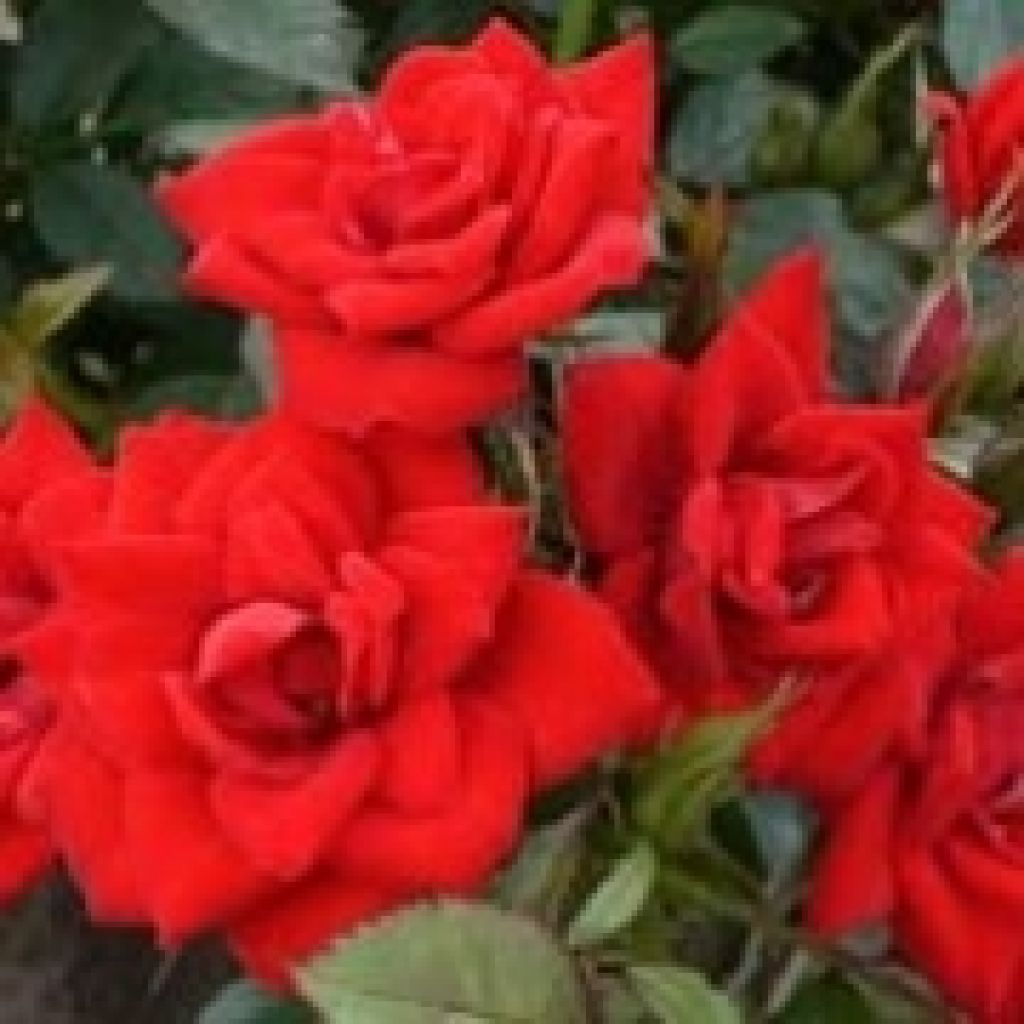 Rosa x polyantha Global Hit - Standard Rose