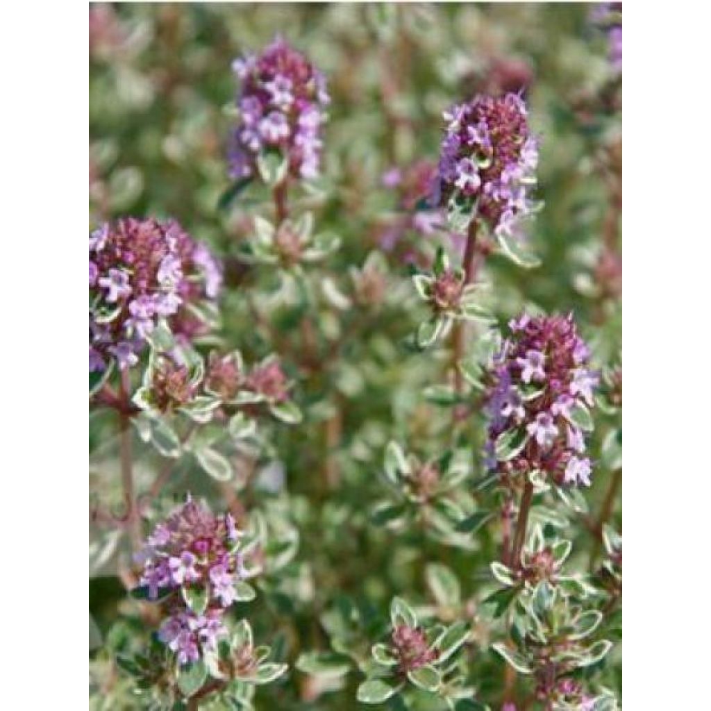 Thymus vulgaris Silver Posie - Silver Thyme