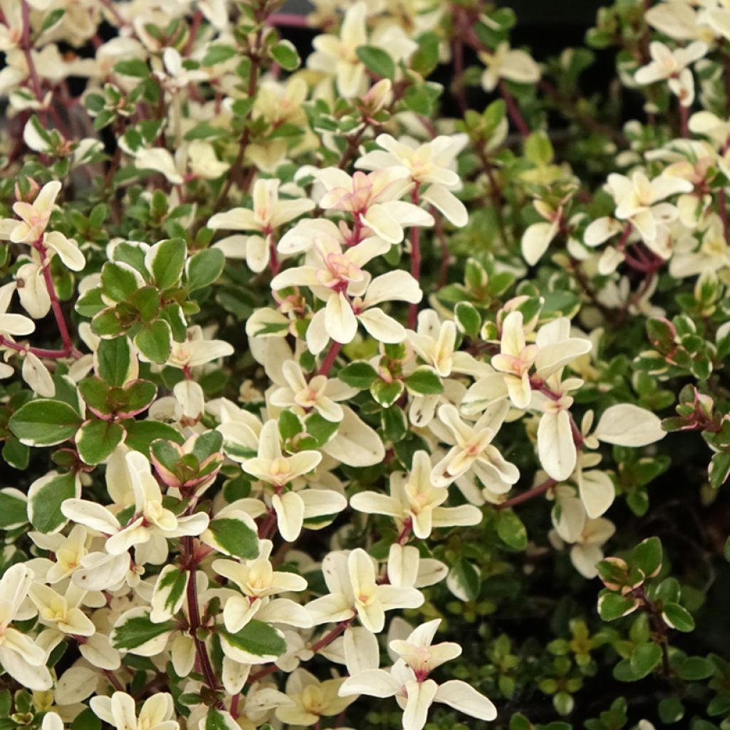 Thymus pulegioides Foxley - Thyme