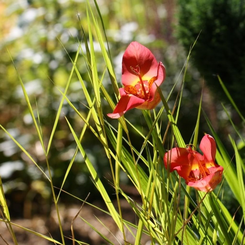 Tigridia pavonia Speciosa