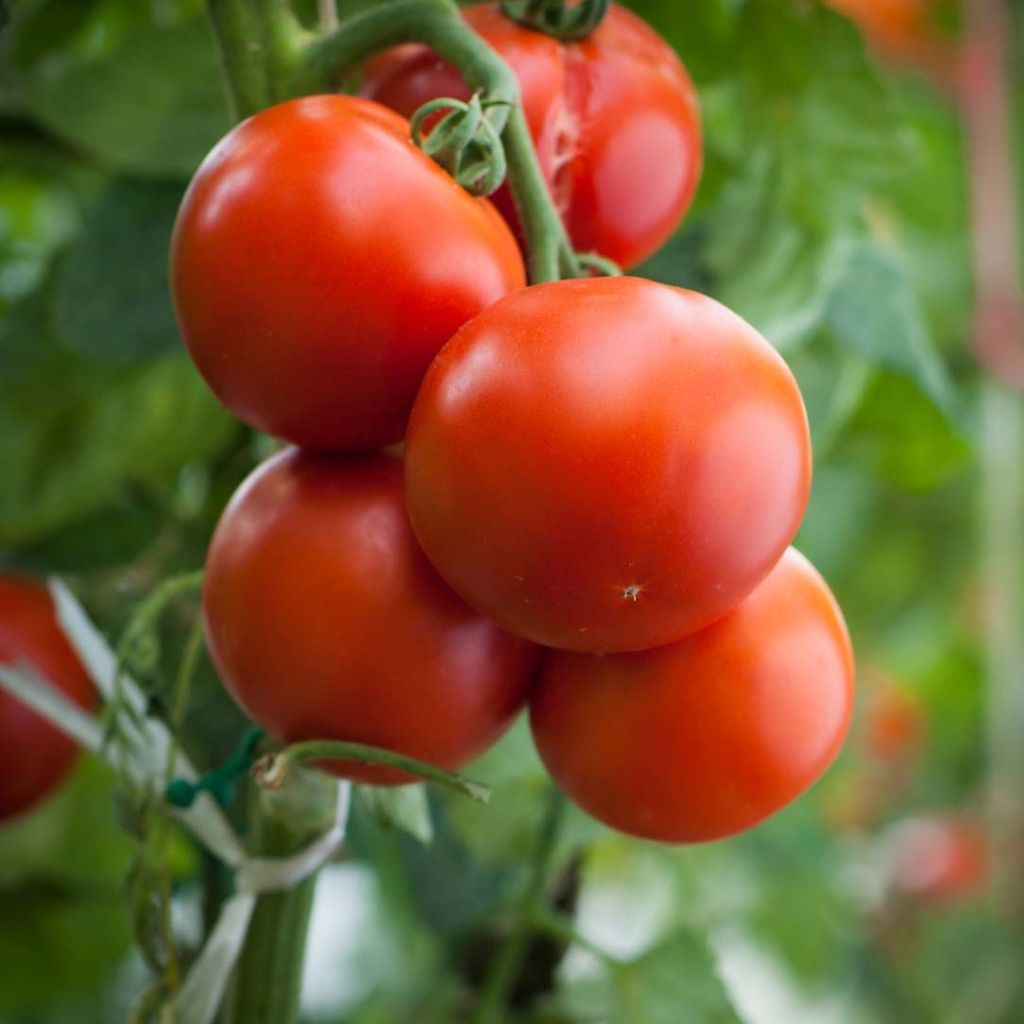 Tomato Agora F1 Plants