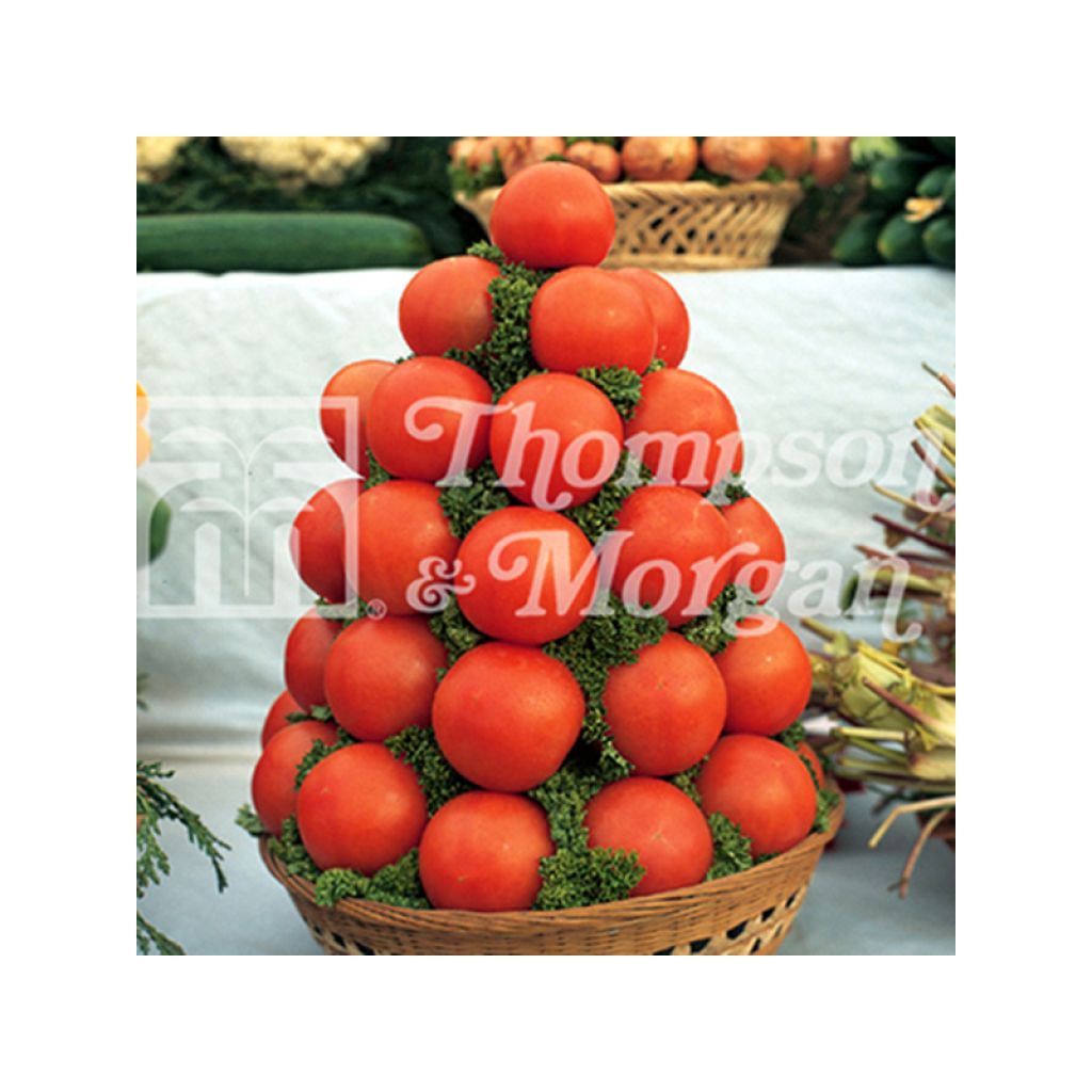 Tomate Alicante