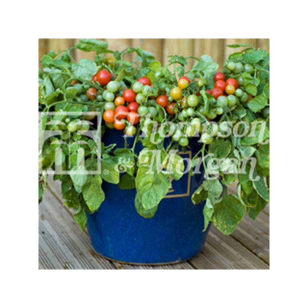 Tomato Bajaja