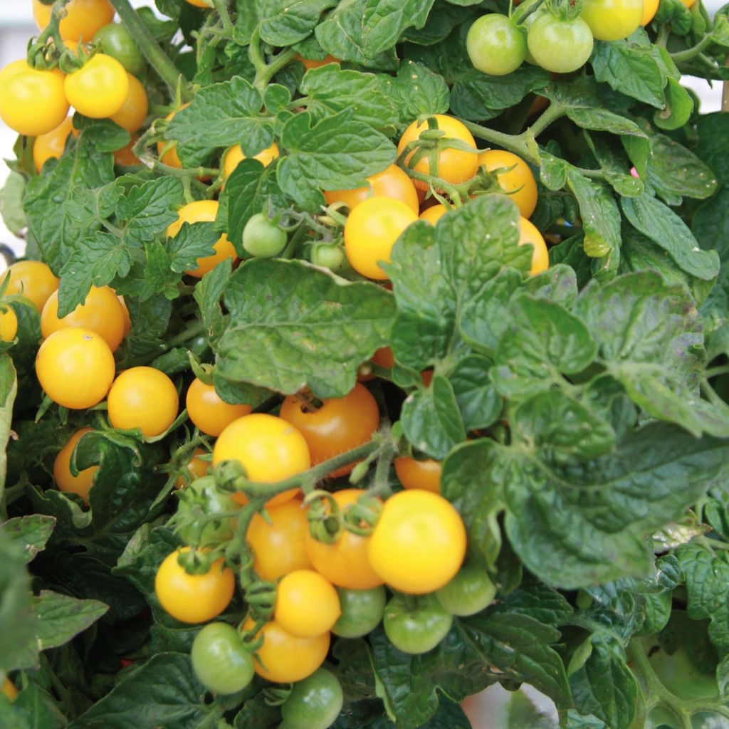 Tomato Pendulina Yellow