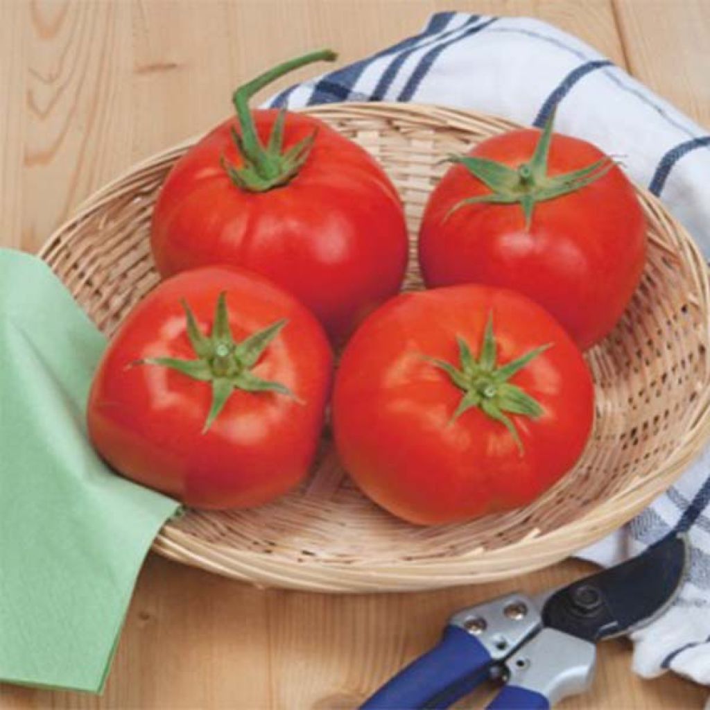 Tomato Beefsteak Tomato