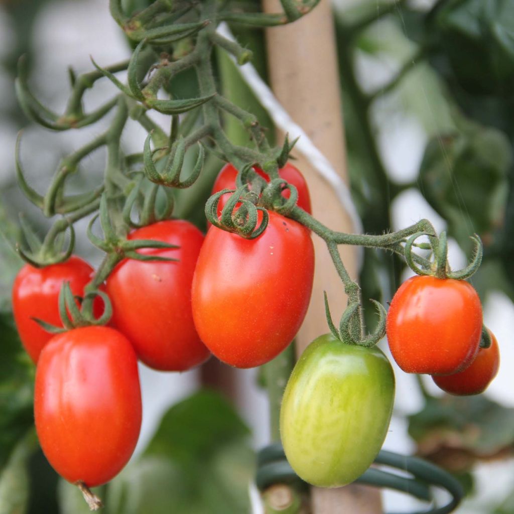 Tomato Tutti Frutti