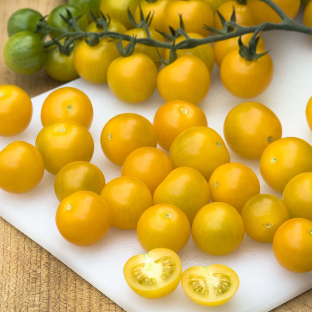 Tomato Cherry Yellow