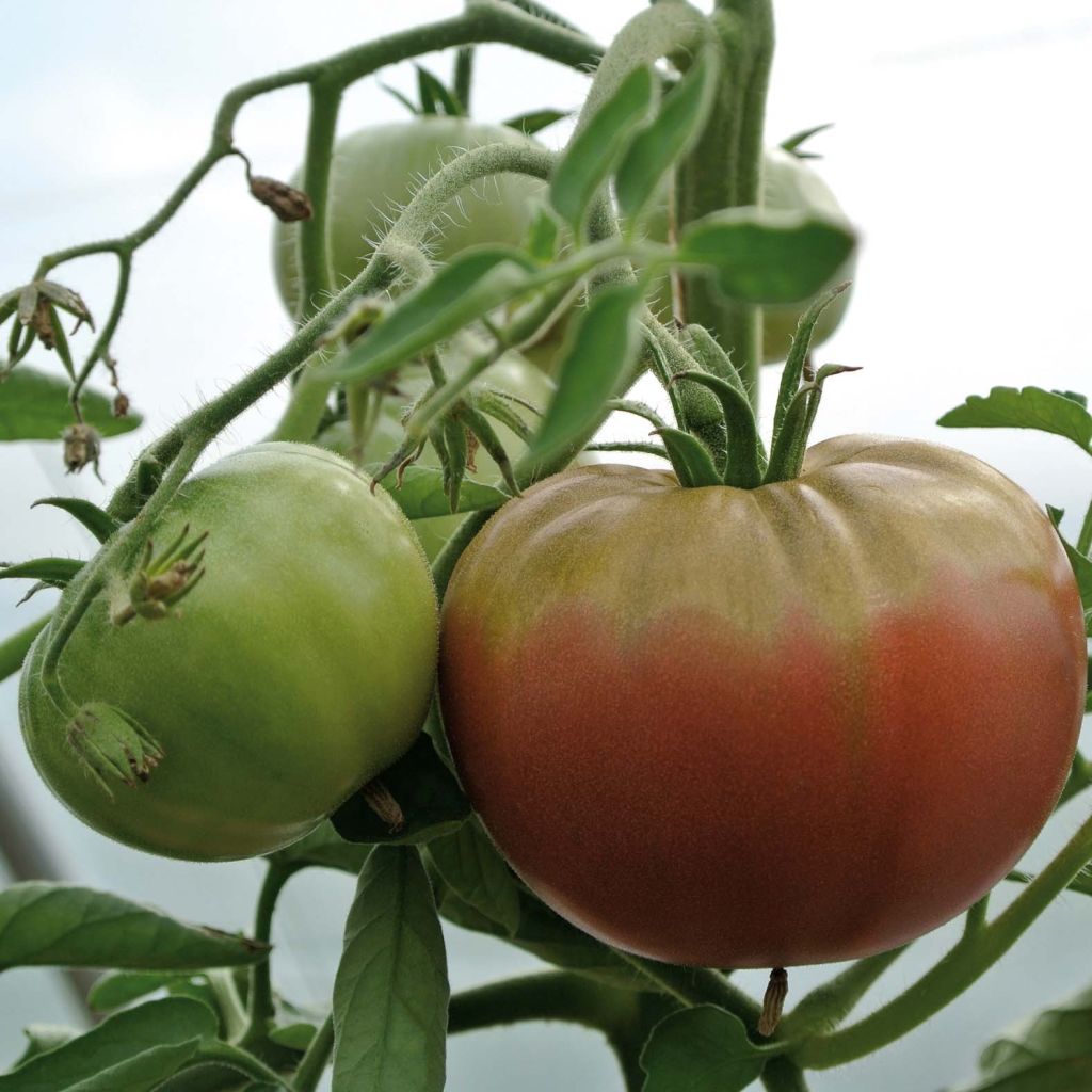 Tomato Chocoprevia F1 GRAFTED plants