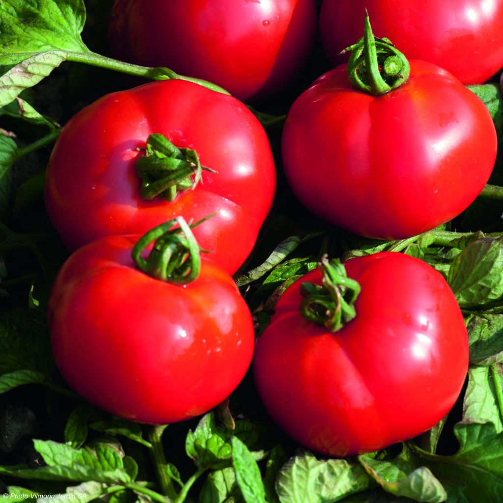 Fournaise F1 Tomato - Vilmorin seeds