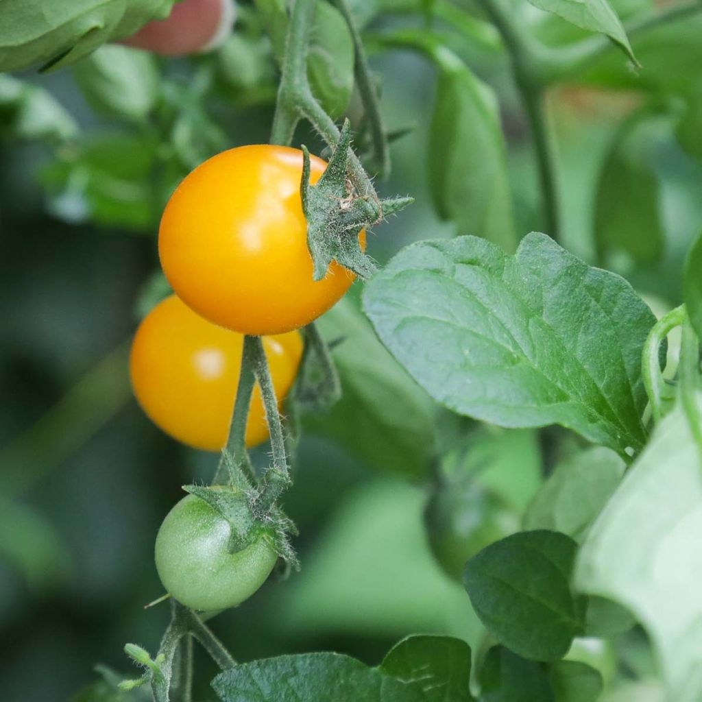 Tomato Gold Nugget in seedlings