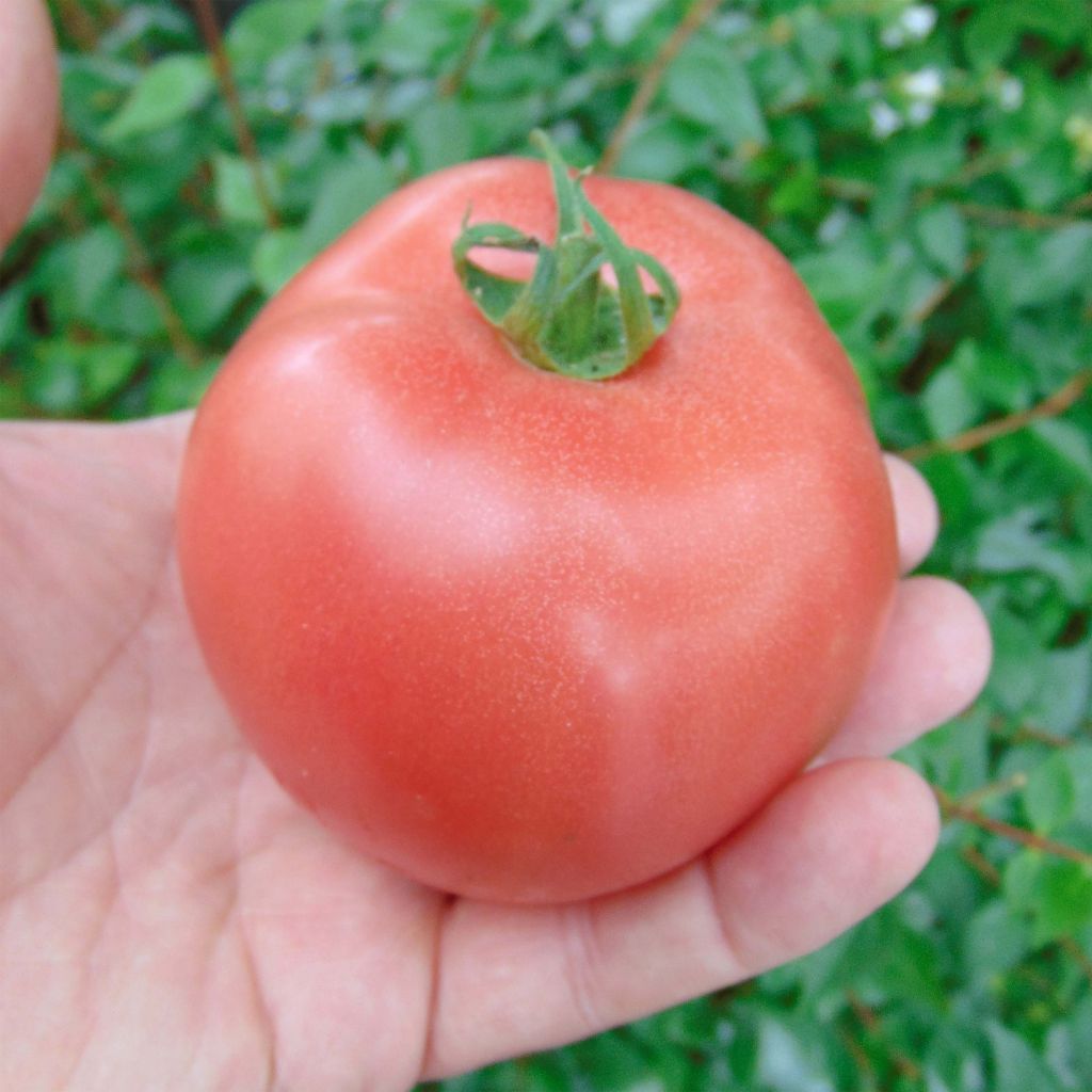 Honey Moon F1 Tomato