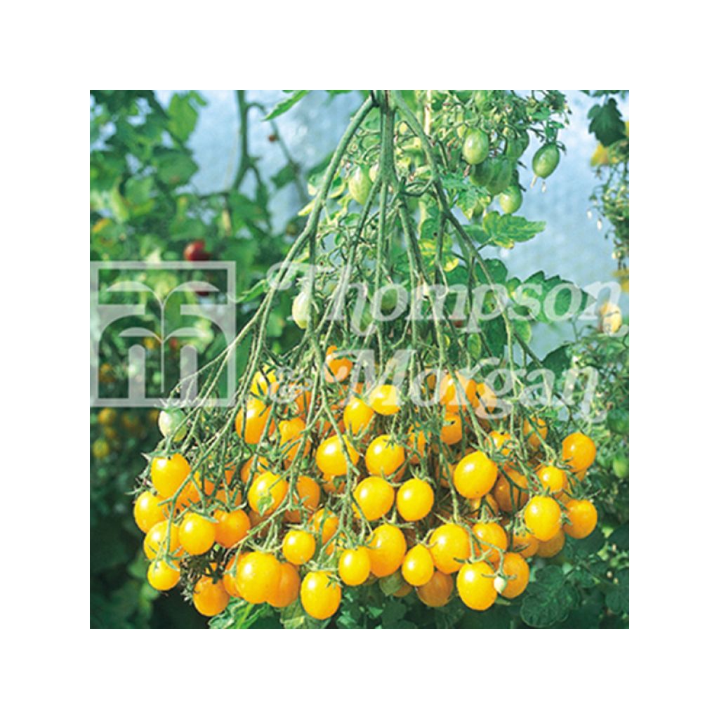 Tomato Ildi