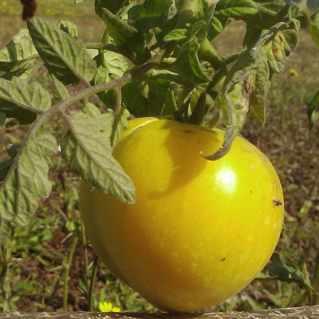 Tomato Lemon Boy F1 GRAFTED plants