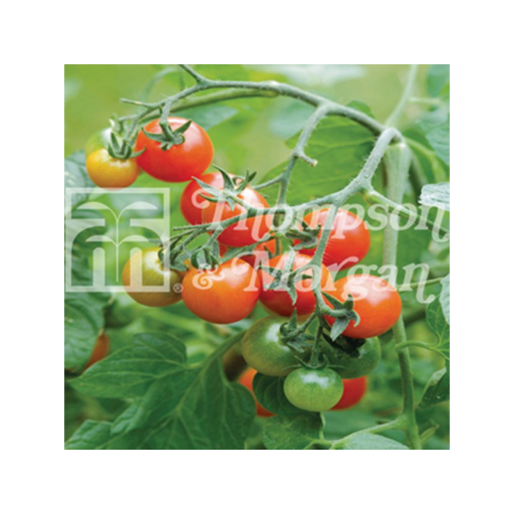 Tomato Losetto F1