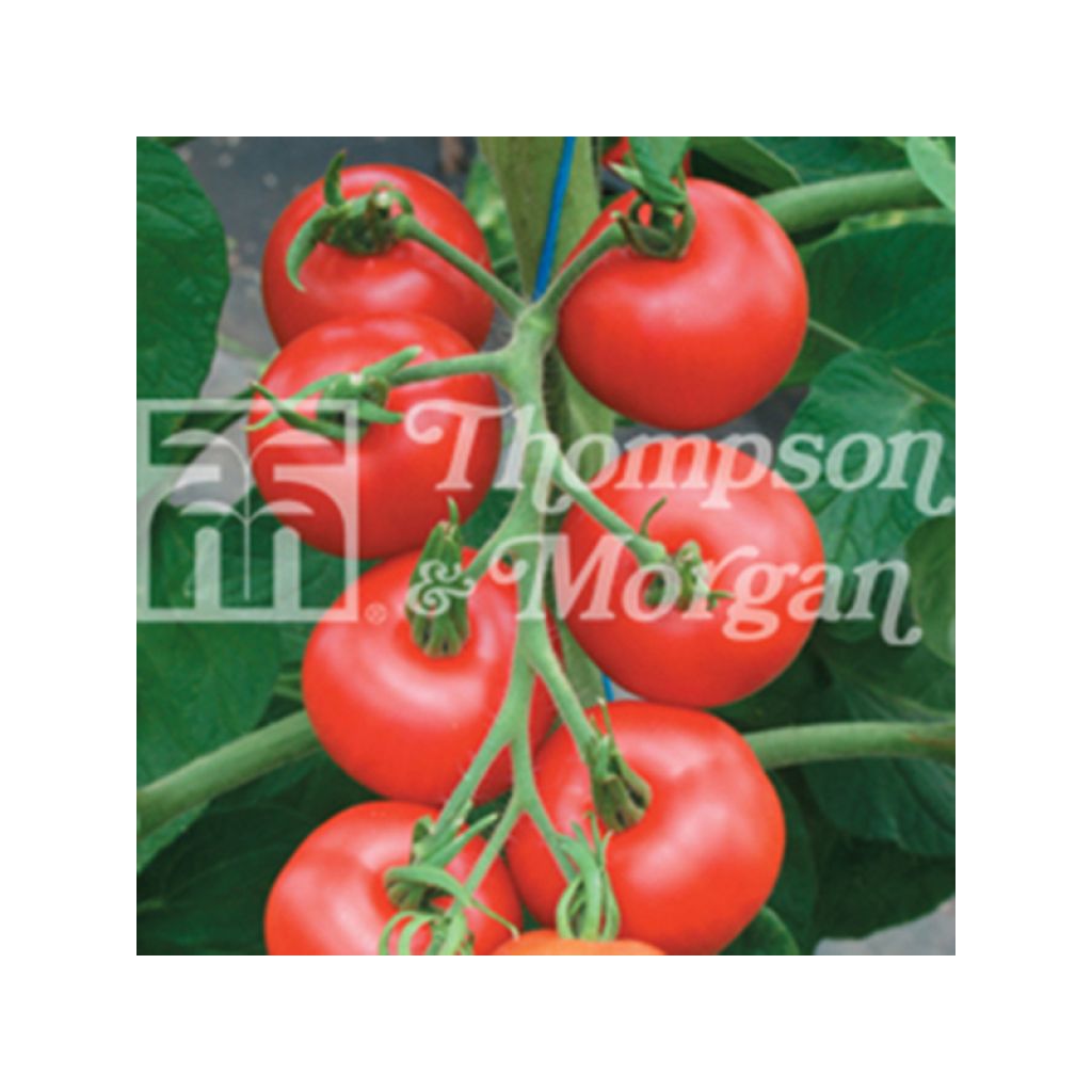 Tomato Matina