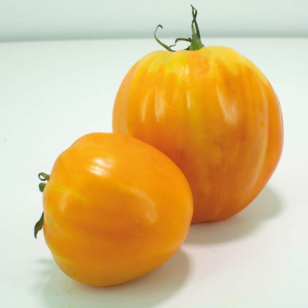 Tomato Ochsenherz Tomato plants