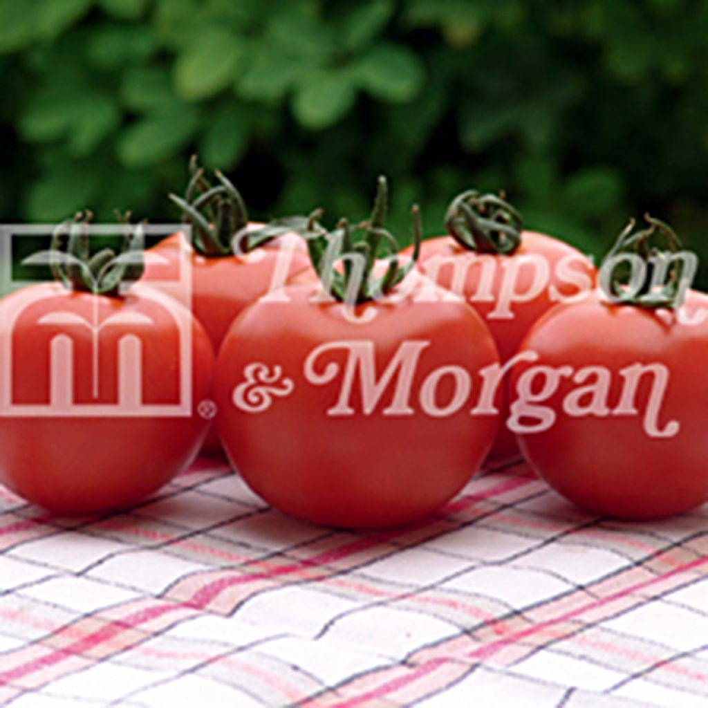 Tomato Orkado
