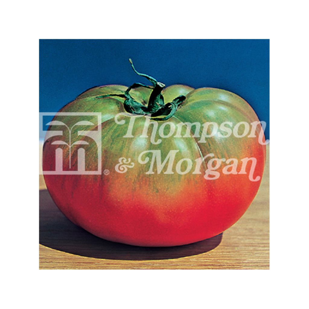 Tomato Pantano Romanesco