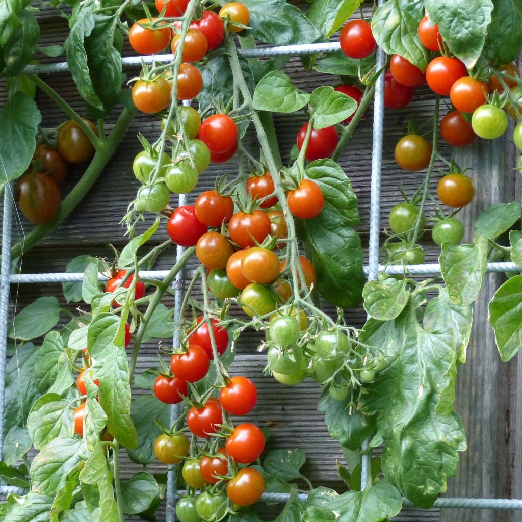 Tomato Pepe F1 GRAFTED seedlings