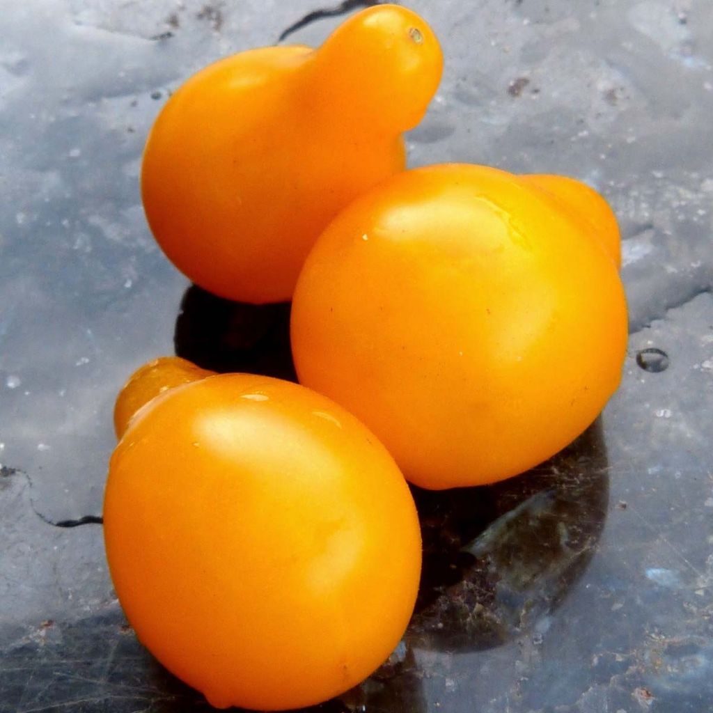 Tomato Yellow Pear Plants