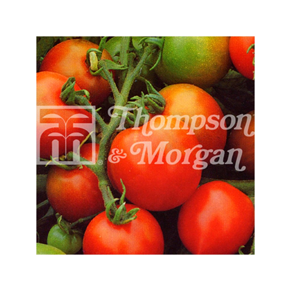 Tomato Red Alert