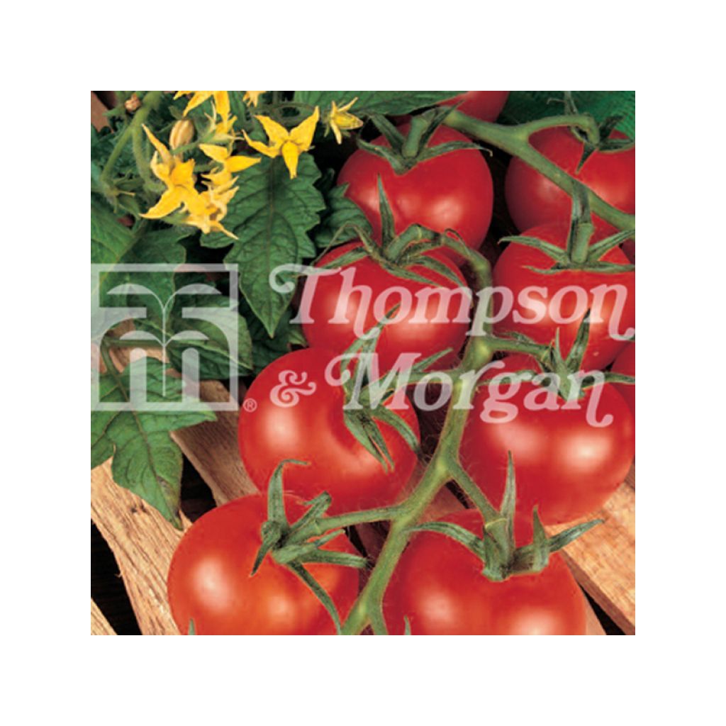 Tomato Shirley F1