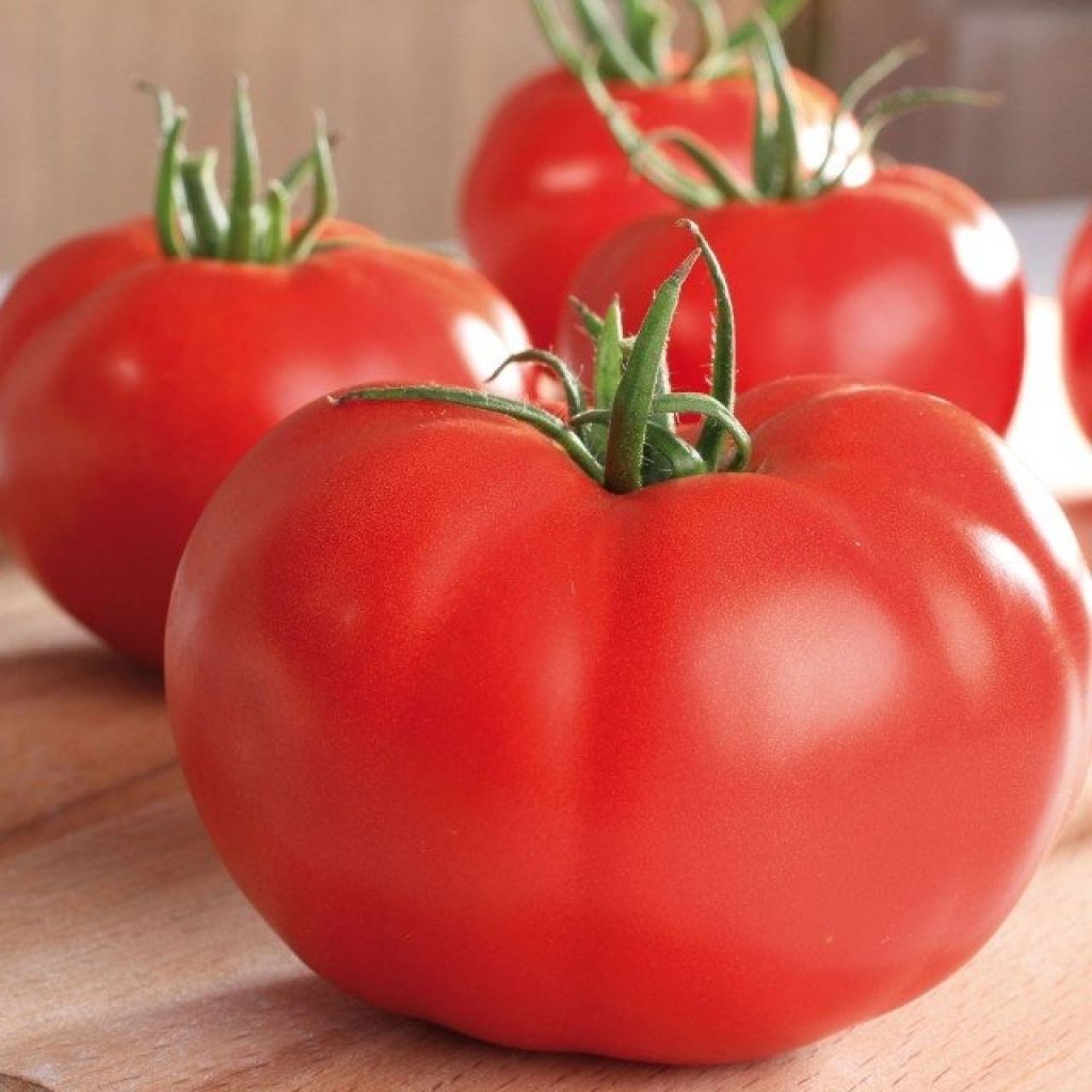 Tomato Supersteak F1 Plant
