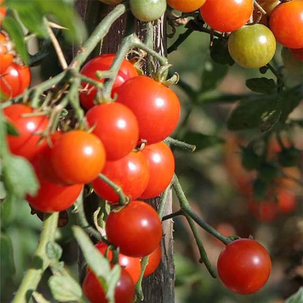 Sweetbaby Cherry Tomato - Bocquet Seeds