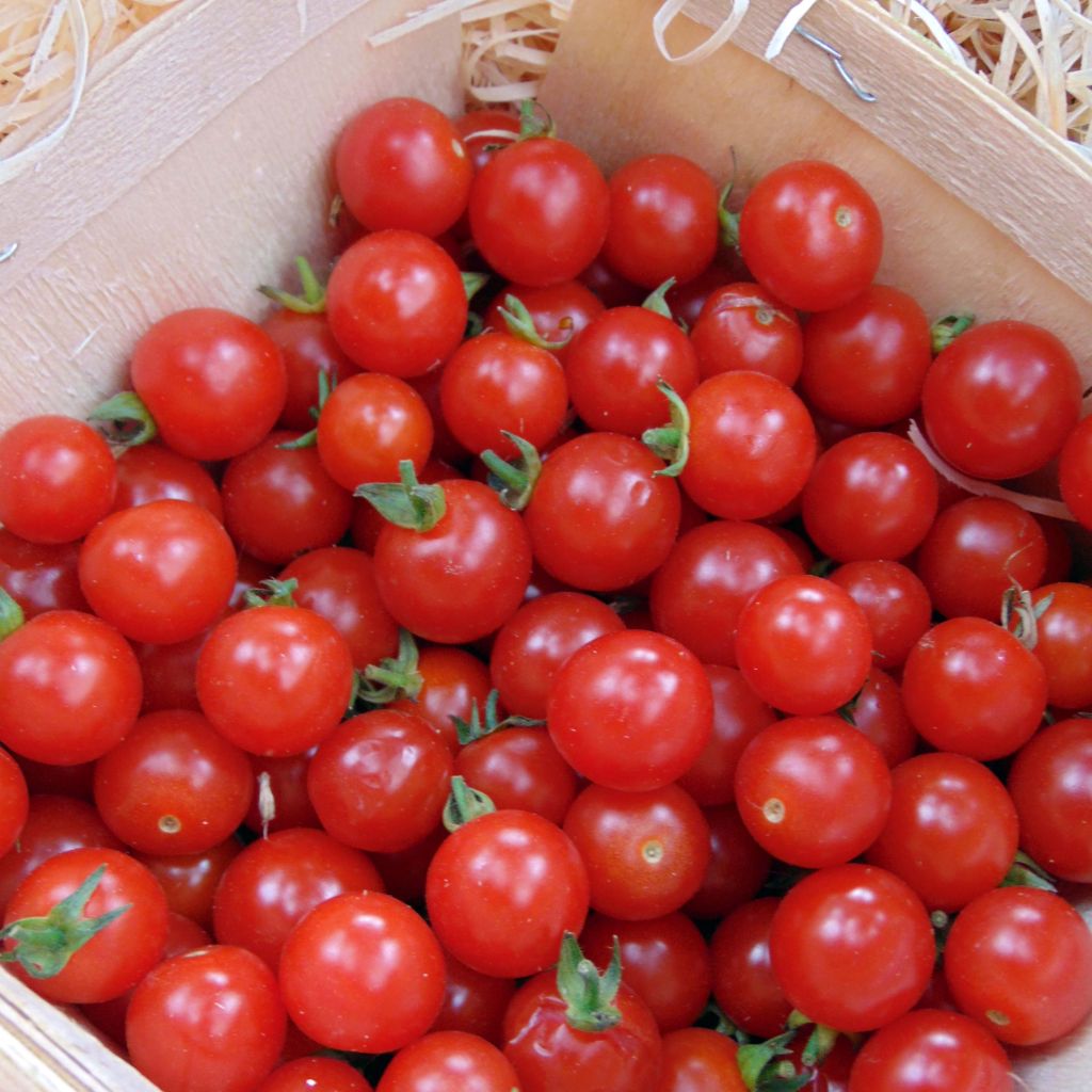 Tomato Sweetbaby F1 Plants