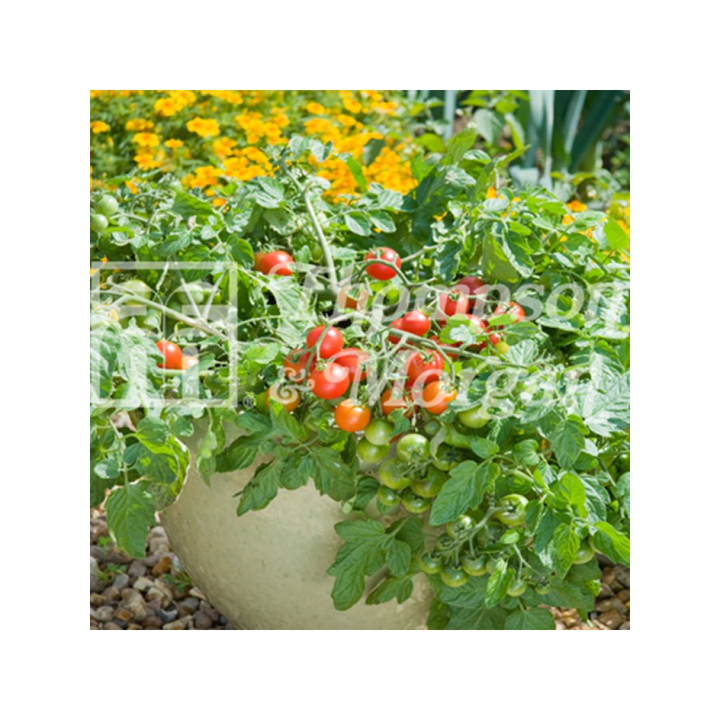 Tomato Terenzo F1