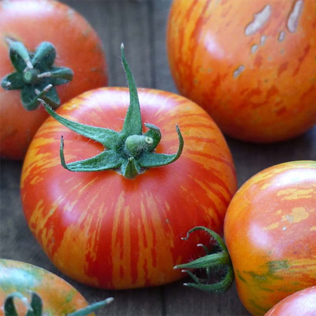 Tomato Tigerella