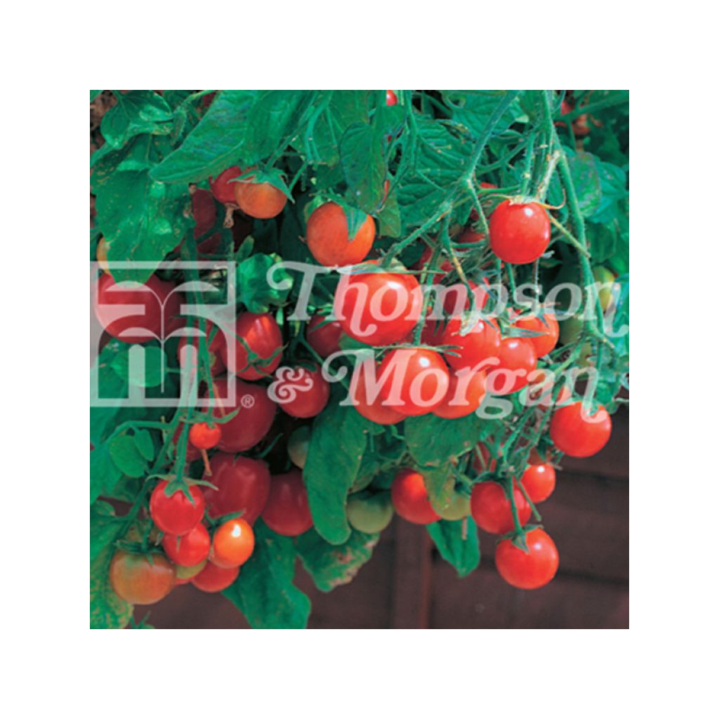 Tomato Tumbling Tom Red